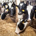 The Importance of Proper Livestock Feeds for Optimal Production