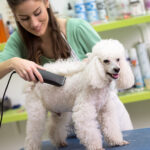 Pet Grooming for Shedding Breeds: A Guide to Managing Fur