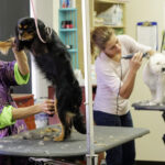 Benefits of hiring professional pet grooming services for your pet’s health and happiness
