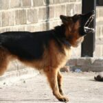 The Benefits of Owning a Personal Protection Dog for Family Security