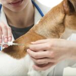 Ensuring Pet Safety and Security: The Importance of Microchipping