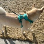 Comfort & Style: Why Your Pup Deserves A Mesh Dog Harness