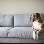 What Pet Owners Often Overlook When Caring for Their Dogs at Home