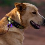 Personalised Dog Tags: The Stylish Way to Keep Your Pet Safe
