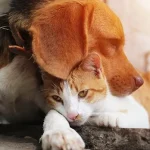 Understanding Dog and Cat Euthanasia: A Compassionate Guide for Pet Owners
