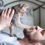 What Is The Meaning Of Cats Stepping On Me?