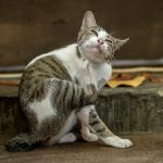 Common Cat Skin Problems Affecting Daily Comfort and Fur Health