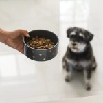 Common Ingredients in Pet Food and Their Benefits Explained
