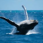 How Marine Animals Are Affected by Ocean Noise Pollution