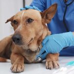 The Importance of Preventive Veterinary Care for Lifelong Pet Health