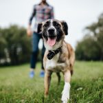 How Weight Management Supports Long Term Dog Health