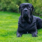 Mistakes to Avoid When Comparing Protection Dogs by Breed Alone