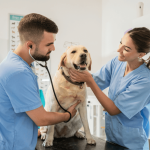 8 Veterinary Certifications Worth Pursuing After the DVM